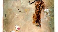Harimau sumatera Sri Nabilla sebelumnya masuk perangkap lantaran berkonflik dengan manusia. (dok. BBKSDA Sumut/Dinny Mutiah)