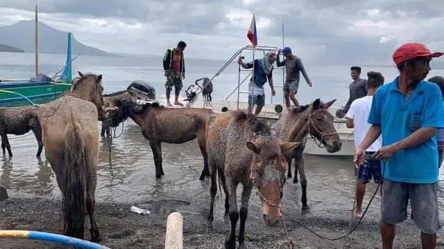 Kuda saat Erupsi Gunung Taal