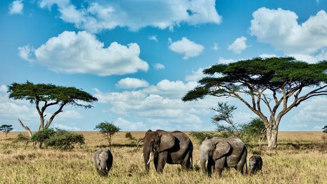 Ilustrasi makhluk hidup