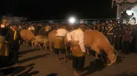 3 Pekan Berjuang, Kerbau Bule Keraton Solo yang Ditusuk Kini Mati