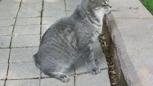 Manx