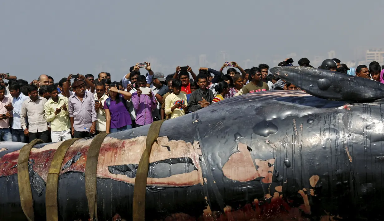 Sejumlah orang mengabadikan gambar bangkai ikan paus yang terdampar di pantai sepanjang Laut Arab, Mumbai , India, (29/1). (REUTERS / Danish Siddiqui)