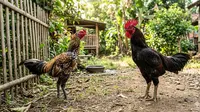 Ayam Kampung vs Ayam Jawa Super, Mana yang Lebih Mudah Diternak untuk Peternak Pemula?