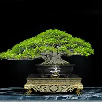Foto Koleksi Pohon Bonsai Fikus Kimeng Jusin Clasic. (Foto: Dok. Jusin Clasic)