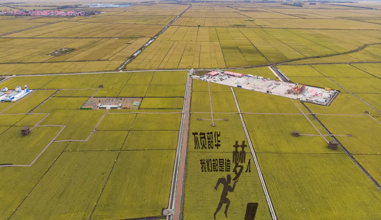 Foto dari udara yang diabadikan pada 21 September 2020 ini menunjukkan sawah yang akan dipanen di sebuah area persawahan di Kota Fujin, Provinsi Heilongjiang, China timur laut. Dalam beberapa hari terakhir, sekitar 2.667 hektare sawah di kota tersebut telah memasuki musim panen. (Xinhua/Zhang Tao)