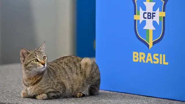 Foto: Momen Lucu, Seekor Kucing Susupi Konferensi Pers Timnas Brasil di Piala Dunia 2022