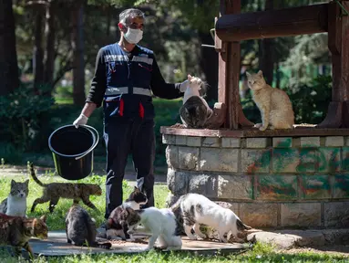 Seorang staf Kota Kadikoy merawat kawanan kucing liar di Istanbul, Turki, pada 18 April 2020. Bahar Cetinkaya dan timnya yang beranggotakan tiga orang menyusuri jalan di Istanbul dengan mobil membawa makanan kering untuk hewan seiring lockdown di kota tersebut akibat COVID-19. (Xinhua/Yasin Akgul)