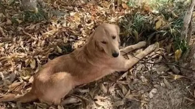 Kisah Anjing Setia Berjalan 100 Km Selama 14 Hari Demi Pulang ke Rumah Pemiliknya