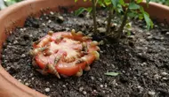 Cara Mengatasi Siput Kecil yang Muncul di Pot Tanaman Setelah Hujan, Kenali Tanda dan Pencegahannya
