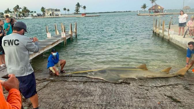 Seekor ikan hiu todak betina sepanjang 4,9 meter terdampar di Florida Keys. (Institut Penelitian Ikan dan Margasatwa FWC)