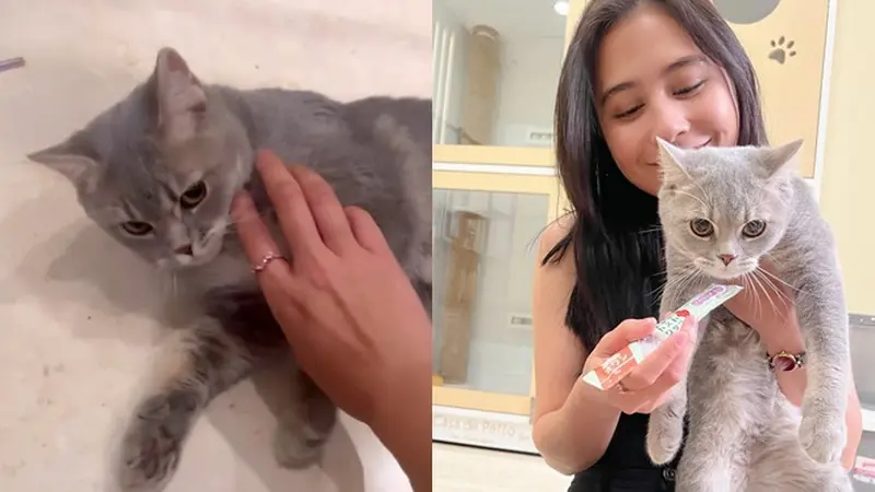 Dulu Sempat Takut, Ini 7 Potret Prilly Latuconsina Adopsi Kucing Imut Bernama Mochi