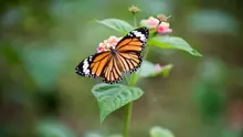 Ilustrasi Kupu-Kupu. (Photo by Daniel Klein on Unsplash)