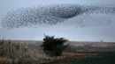 Ribuan burung jalak terlihat menghiasi langit saat melakukan migrasi di atas lahan pertanian dekat kota Beit Shean di Israel, Kamis (21/12). Fenomena burung bermigrasi sering menjadi sasaran fotografi para wisatawan. (AFP PHOTO/MENAHEM KAHANA)