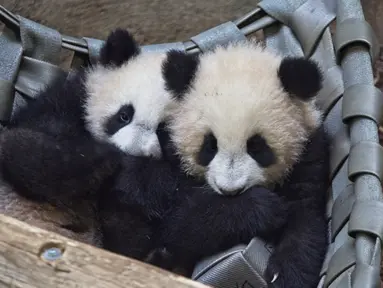 Anak panda kembar Yuandudu (kiri) dan Huanlili (kanan) yang lahir pada 1 Agustus 2021 terlihat di kandang internal mereka di taman zoologi Beauval di Saint-Aignan, Prancis tengah (14/3/2022). (AFP/Souvant Guillaume)