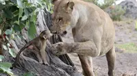 Singa betina ini bukannya memakan bayi babon yang ia serang, malahan menjaganya dari serangan singa lain