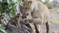 Haru, Singa Betina Selamatkan Bayi Babun yang Induknya Tewas