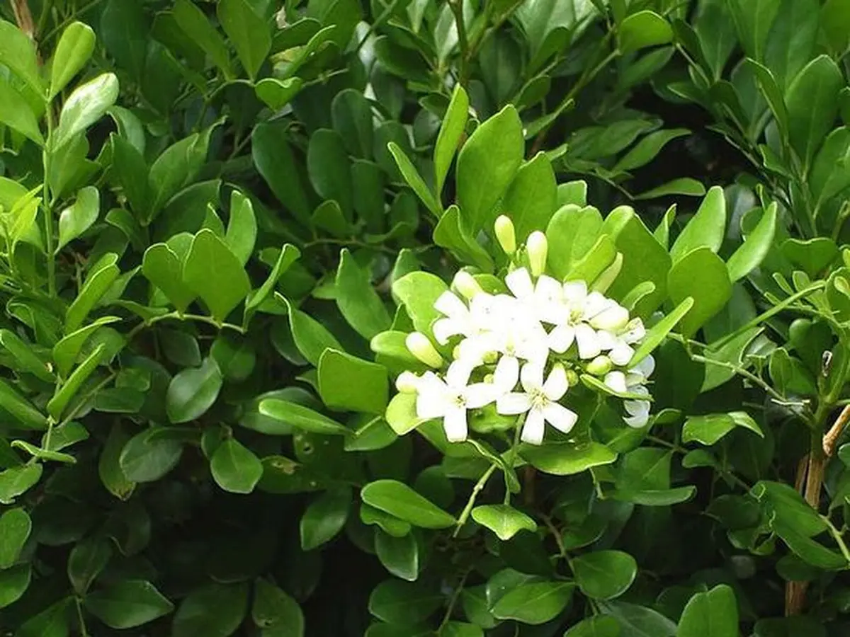 Daun Kemuning