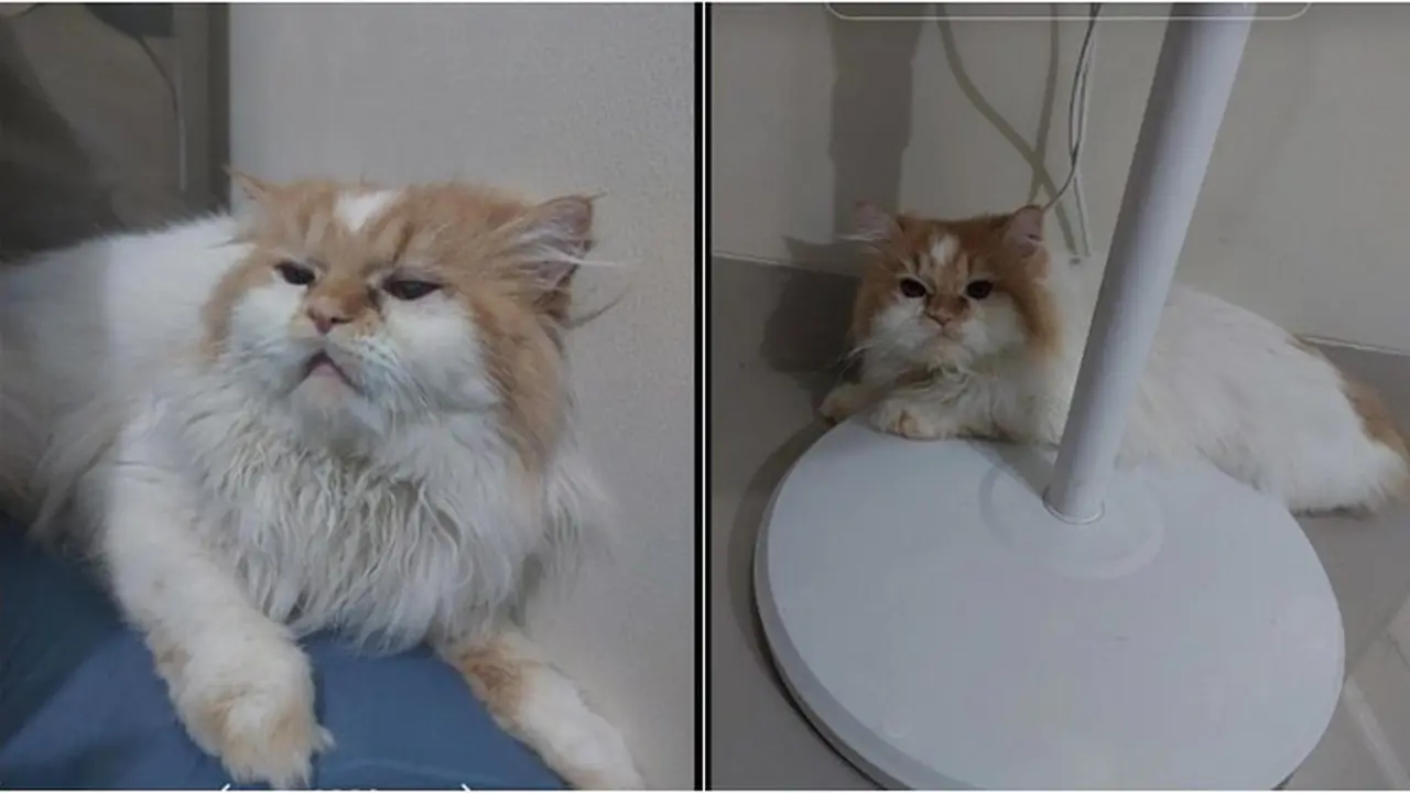 Alami Kelainan Genetik, Kucing Oren Ini Jalani Operasi Plastik di Bagian Mata