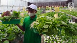 Petani memanen sayuran hidroponik pada areal bekas lapangan tenis di Greenville Farm, Tanjung Duren, Jakarta Barat, Senin (21/11/2022). Sayuran hidroponik di tempat ini dipasarkan secara online dengan harga berkisar antara Rp 60 ribu/Kg hingga Rp 100 ribu/Kg. (merdeka.com/Arie Basuki)
