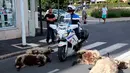Polisi mengendarai sepeda motor melewati domba-domba yang mati oleh serangan beruang di sub-prefektur Bayonne, Prancis, Senin (2/9/2019). Petani memprotes meningkatnya serangan beruang terhadap kawanan domba di pegunungan Pyrenees. (AP Photo Bob Edme)