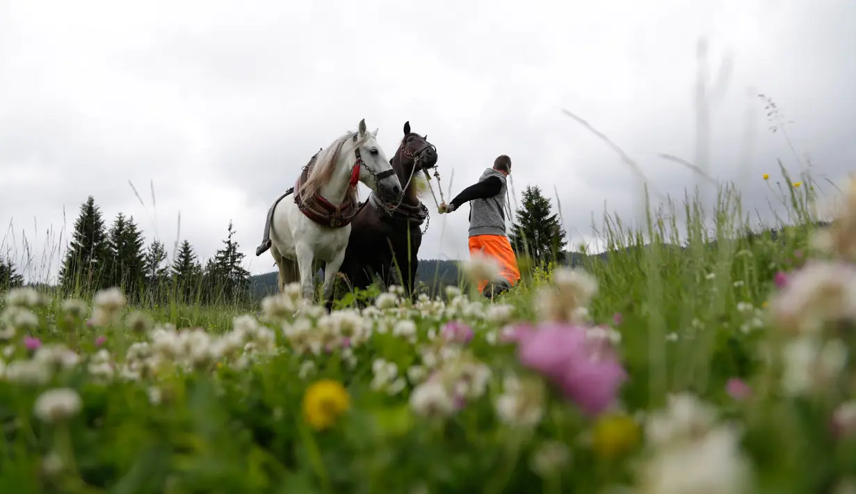 Seorang peserta menyiapkan kudanya untuk mengikuti kompetisi menarik kayu gelondongan ke atas bukit di kota Sokolac, Bosnia (18/6). (AP Photo/Amel Emric)