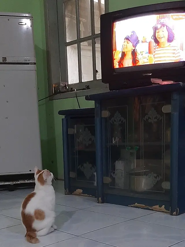 Kucing menonton televisi