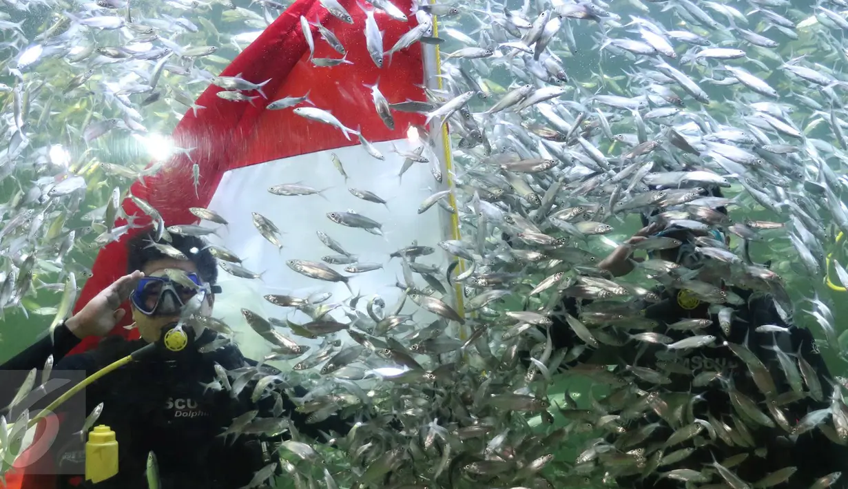 Penyelam hormat saat proses pengibaran bendera Merah Putih di dalam aquarium Ocean Dream Samudra, Ancol, Jakarta (17/8). Beragam acara  disiapkan Taman Impian Jaya Ancol pada HUT RI ke-71 ini. (Liputan6.com/Immanuel Antonius)