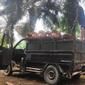 Aktivitas penimbangan panen sawit masyarakat sebelum dibawa ke pabrik kelapa sawit. (Liputan6.com/M Syukur)