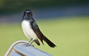 Ilustrasi burung walet. (Image by wirestock on Freepik)