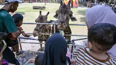 Pengunjung memberi makan jerapah di Kebun Binatang Surabaya, Jawa Timur, selama libur sekolah sekaligus jelang Natal dan Tahun Baru pada Minggu 21 Desember 2025. Memasuki libur sekolah dan jelang perayaan Natal 2025 serta Tahun Baru 2026, Kebun Binatang Surabaya (KBS) kembali menjadi destinasi favorit keluarga. (JUNI KRISWANTO/AFP)