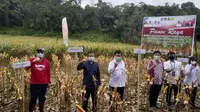 Panen raya benih jagung hibrida varietas JH 37 seluas 11,5 hektare di Desa Leleko, Kecamatan Remboken, Kabupaten Minasaha, Provinsi Sulawesi Utara, Senin (14/9/2020). Dok Kementan