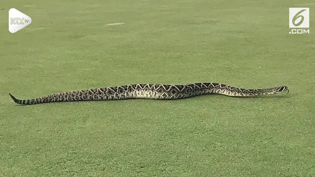 VIDEO: Ngeri, Ular Besar Berbisa Muncul di Lapangan Golf