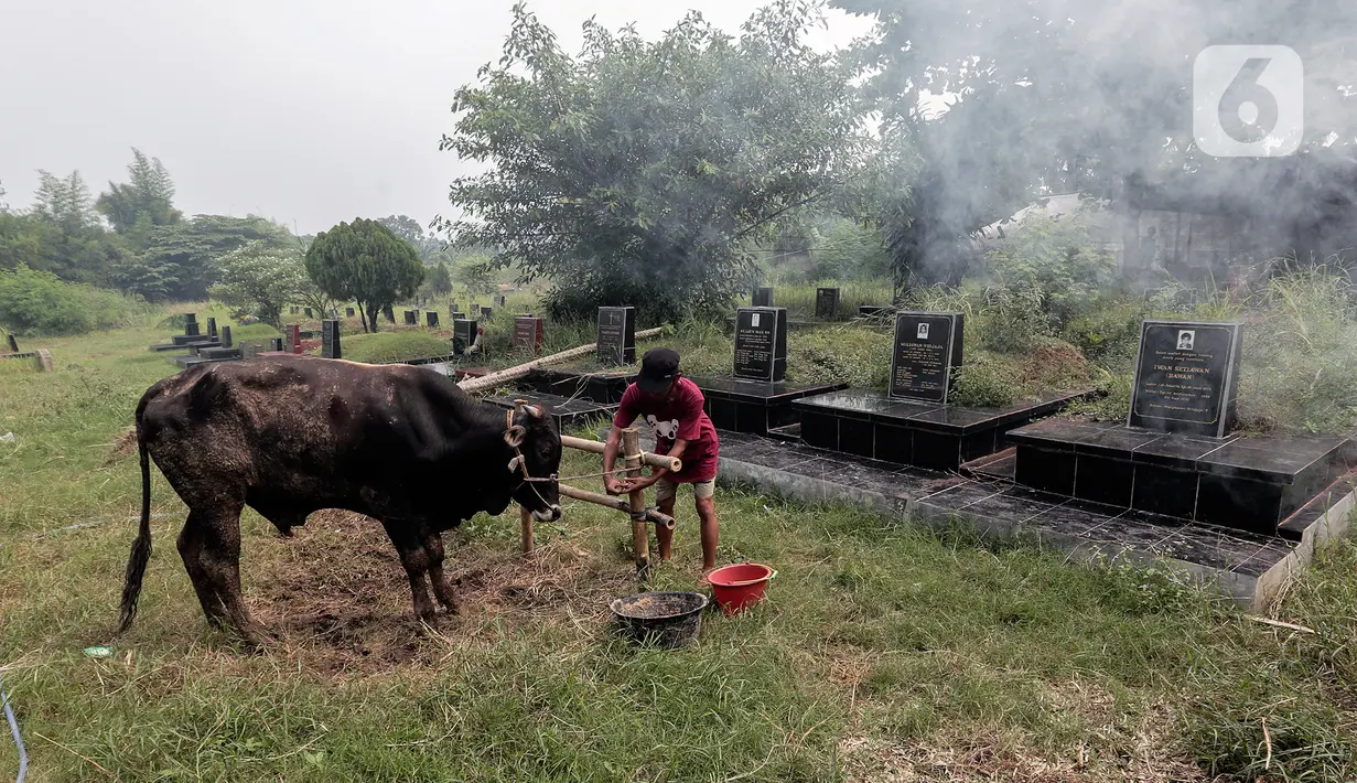 Pedagang hewan kurban mendirikan lapak dagangan di area Pemakaman Tionghoa, daerah Tanah Kusir, Jakarta, Selasa (21/7/2020). Menjelang Hari Raya Idul Adha, pedagang hewan memanfaatkan lahan kuburan untuk berjualan di tengah pandemi Covid-19 yang masih berlangsung. (Liputan6.com/Johan Tallo)