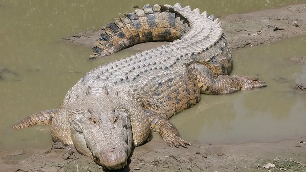 Buaya