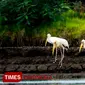 Bangau Bluwok di pesisir Desa Penambangan, Pajarakan, Kabupaten Probolinggo (Hendra/TIMES Indonesia)