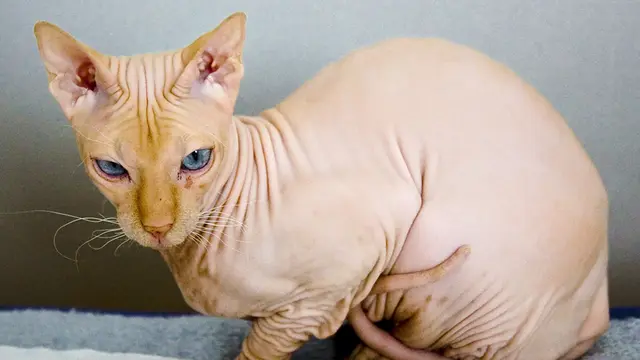 Peterbald