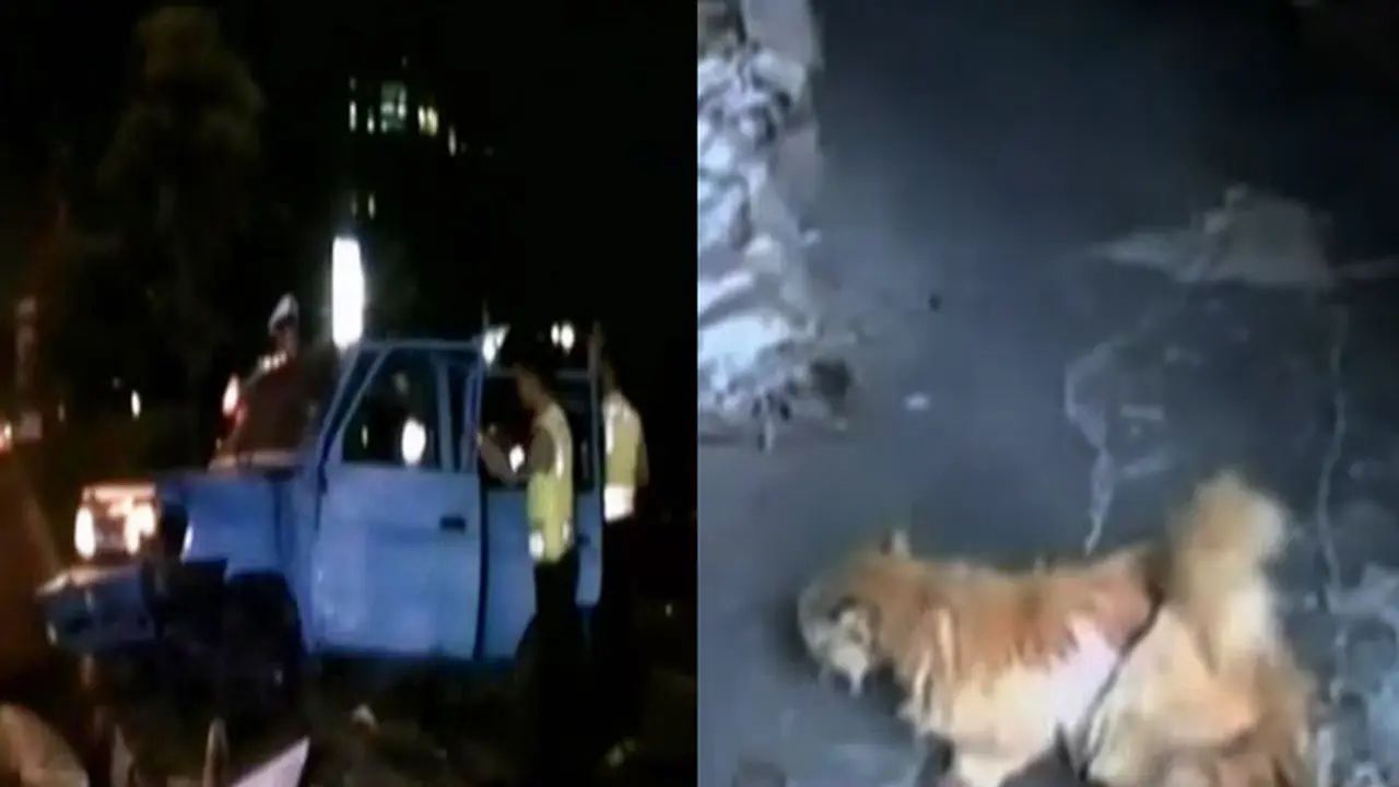 Mobil Seruduk Pembatas Jalan di Jakarta hingga Kucing "Bersayap"