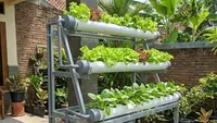 7 Model Rak Aquaponik 3 Susun untuk Lahan 1 Meter, Desain Modern