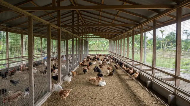 Posisi Kandang Ayam Rumahan yang Paling Aman dari Bau