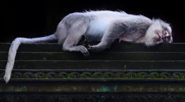 Monyet ekor panjang tidur di Sacred Monkey Forest atau yang lebih dikenal dengan Monkey Forest di Ubud, Bali pada 16 November 2018. Keunikan hutan ini adalah terdapatnya ratusan Kera Bali ekor panjang yang bebas berkeliaran di alam. (GABRIEL BOUYS/AFP)