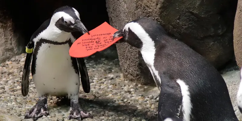 Penguin Rayakan Hari Valentine