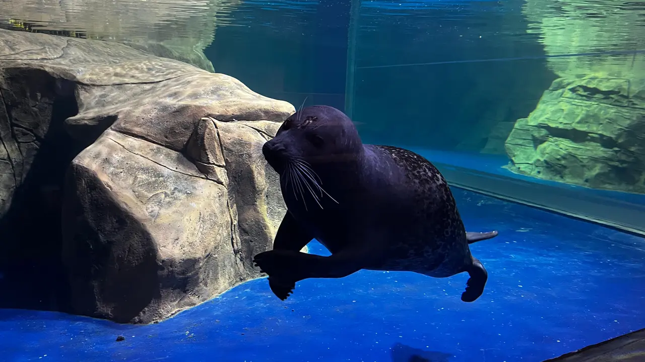 Satwa akuatik anjing laut hadir sebagai keluarga baru di Jakarta Aquarium & Safari