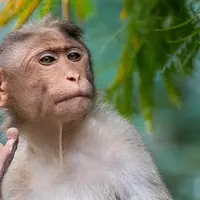 ilustrasi monyet/Syed Ahmad/unsplash