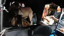 Dua ekor kambing dibawa dengan menggunakan bajaj di Pasar Kambing Tanah Abang, Jakarta, Minggu (11/9). Satu hari jelang Idul Adha 1437 H, pedagang di pasar itu bisa menjual 70-90 ekor per hari dari harga Rp 2 juta-5 juta. (Liputan6.com/Faizal Fanani)