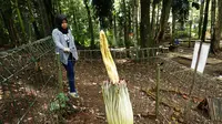 Meski belum mekar sempurna, tinggi bunga bangkai di Tahura Djuanda, Kota Bandung, dari ujung putik sampai hingga bagian tangkai di tanah mencapai 146 cm. (Liputan6.com/Huyogo Simbolon)