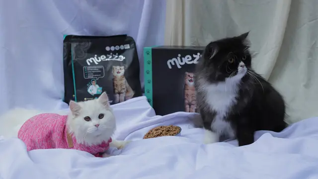 Tolong, Kucingku Selalu Menduduki Sepatu Favorit