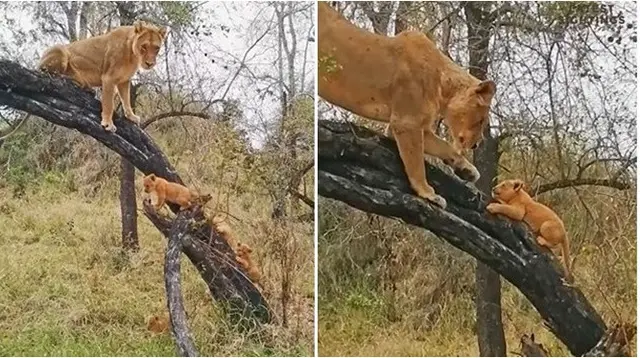 Video menggemaskan ini memperlihatkan seekor singa betina sedang mengajari keempat anaknya memanjat pohon di Afrika Selatan. (sumber: YouTube/Latest Sightings)