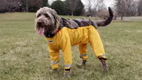 Penemuan Ini Mengakhiri Meme 'Celana Terbaik untuk Anjing'