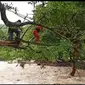 Tim Basarnas Makassar berupaya evakuasi warga Kabupaten Barru yang terisolir banjir (Liputan6.com/ Eka Hakim)