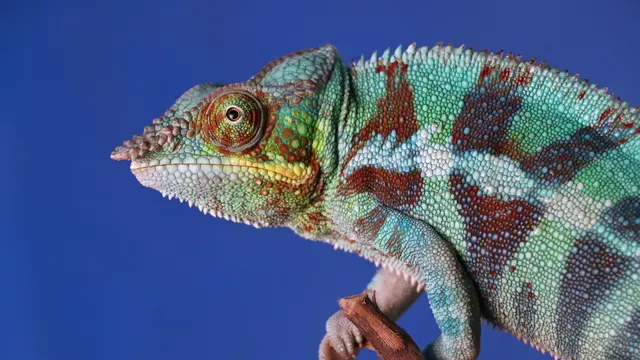 30 Makhluk Bumi yang Punya Warna Mirip Pelangi, Cantik dan Eksotis